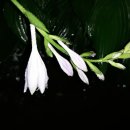 시골별장 이미지