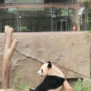월드하우스 - 서초구 사임당로8길 13 | 에버랜드 판다월드 팬더곰 하우스 방문 후기 위치 시간 보는법