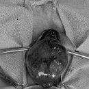 종합동물병원 이미지