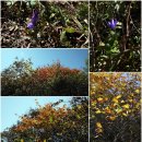 대암대우산 천연보호구역 | 강원도 인제여행 대암산&amp;대우산 천연보호구역 대암산용늪
