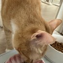 멍멍쩝쩝 이미지