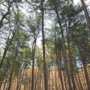 호명 | 호명산잣나무숲캠핑장 백보킹 2탄 | 호명호수 산책과 도다리 세꼬시 후기