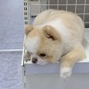 펫츠아일랜드 수월점 이미지