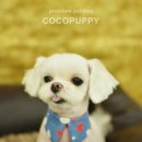 둘리애견미용샵 이미지