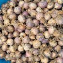 홍산통마늘파종 하려고 이미지