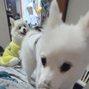 빵zip CouCou