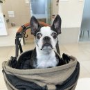 광주다온동물병원 이미지