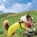 은아 펫 타운 이미지