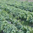 비젼농장 이미지