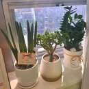 쿨 | 신사역 리프팅 강남 쿨페이즈 후기