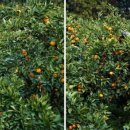 종난농장 이미지