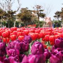 2025 섬 튤립축제 이미지