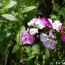 은혜여관 이미지