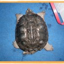 거북이 카카오 검색결과