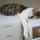 자인동물병원 이미지