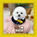 퍼피댕 강아지분양 안심분양소 광명점 말티푸 미니비숑 토이푸들 이미지