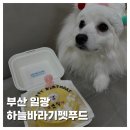 하늘바라기펫푸드 강아지수제간식 강아지케이크 | [PET]부산 기장 일광 반려동물 수제간식 전문점 하늘바라기 펫푸드 강아지 생일케이크 리얼 후기