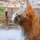 멍때리는 고양이 이미지