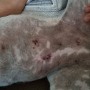 김대진동물병원 이미지