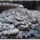 마음의 고향 이미지