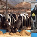 순영목장 이미지