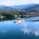 펫크루즈 이미지