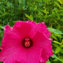 부용한의원 이미지