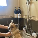 해피데이애견 이미지