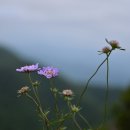 대간 남진, 삽달령~백봉령-1 (삽달령~석병산) 이미지