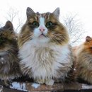 고양이나라 이미지