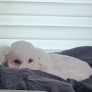 Pet salon 이미지
