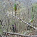 산야초사랑동호회 엄나무와 야생화 체험기 이미지