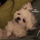유로코피자천안병천점 이미지