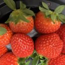 도깨비상회 이미지