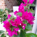 부겐빌레아 (Bougainvillea) 이미지