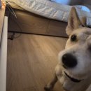 마한애견 이미지