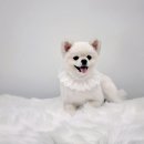 토비네 살롱 이미지