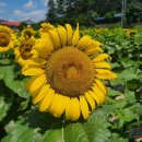 남강장 | [경북-경주] 해바라기 가득! 한옥카페 - 바실라카페(하동)