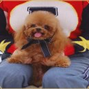 멍멍이천국 이미지