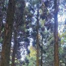 붉은오름자연휴양림 이미지