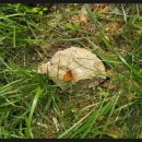 대궐힐링파크 이미지