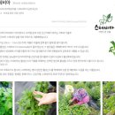 스테비아 이미지