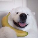 일성장 네이버블로그