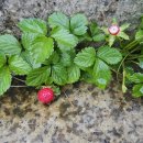 위례약수 이미지