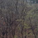 소금강솔내마을 이미지