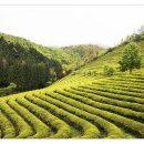 보성 - 1332 | 보성