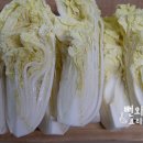 알배기