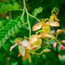 만병통치 이미지