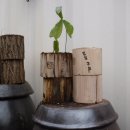 천둥소리 이미지