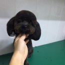 강아지 이발관 이미지